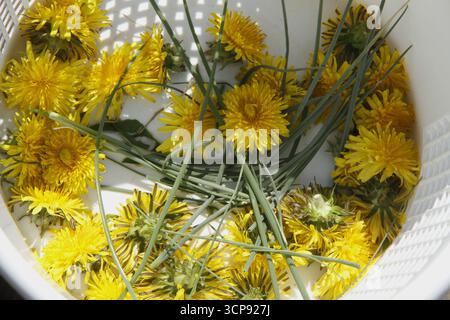 Löwenzahnblumen, die in einem kleinen Korb geerntet werden Stockfoto