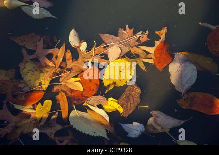 Das üppige Laub und die herbstlichen Blätter schwimmen auf dem See im Central Park, New York City, USA Stockfoto