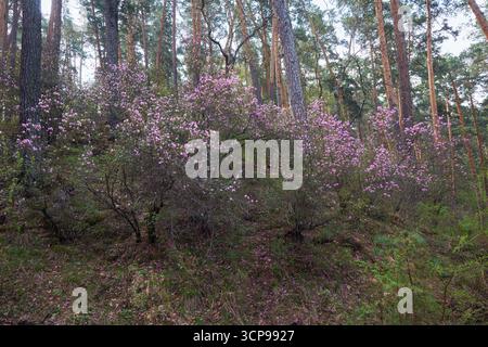 Rhododendron dauricum Sträucher mit Blumen (populäre Namen bagulnik; Maralnik) im Frühling Altai Wald. Stockfoto