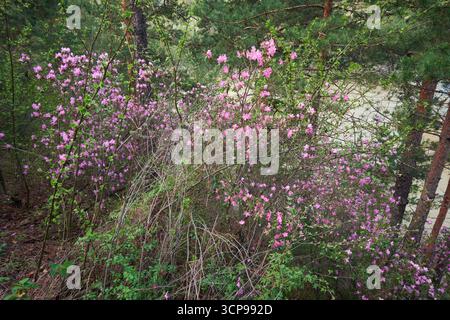 Rhododendron dauricum Sträucher mit Blumen (populäre Namen bagulnik; Maralnik) im Frühling Altai Wald. Stockfoto