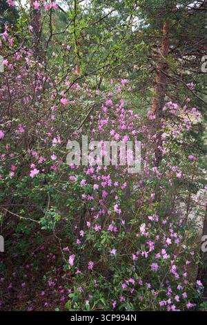 Rhododendron dauricum Sträucher mit Blumen (populäre Namen bagulnik; Maralnik) im Frühling Altai Wald. Stockfoto