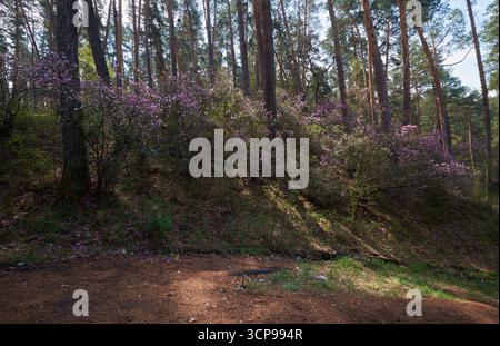 Rhododendron dauricum Sträucher mit Blumen (populäre Namen bagulnik; Maralnik) im Frühling Altai Wald. Stockfoto