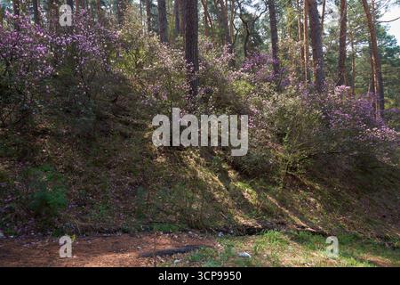 Rhododendron dauricum Sträucher mit Blumen (populäre Namen bagulnik; Maralnik) im Frühling Altai Wald. Stockfoto