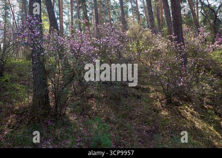 Rhododendron dauricum Sträucher mit Blumen (populäre Namen bagulnik; Maralnik) im Frühling Altai Wald. Stockfoto
