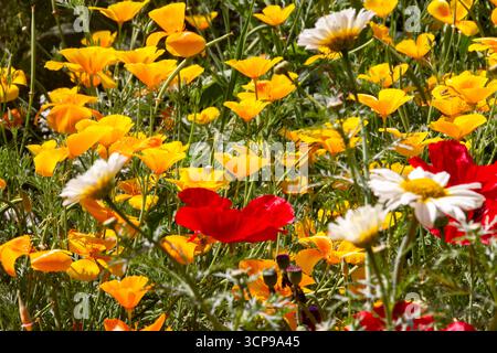 Pulsierendes Feld mit gelbem Mohn und roten und weißen Daisies in einem üppigen Garten unter der warmen Sonne Stockfoto