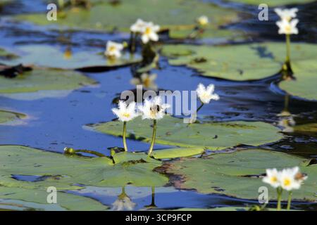 Weiße Blüten mit einer Biene und Lilienpads auf einer Wasserschneeflocke (Nymphoides indica) Pflanze in einem Wassergarten Stockfoto