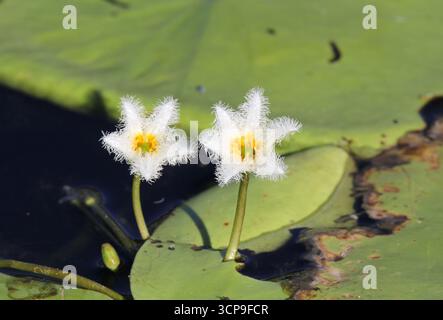 Zwei weiße Blüten mit gelber Mitte auf einer Wasserschneeflocke (Nymphoides indica) Pflanze in einem Teich Stockfoto