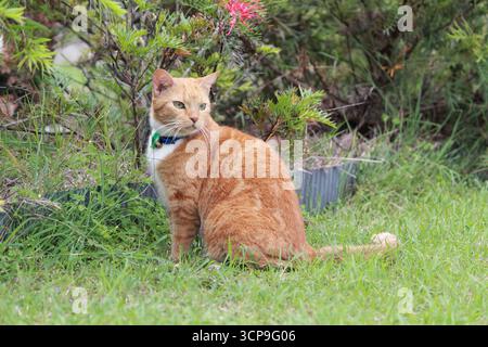 Ginger Orange Katze sitzt im Garten Stockfoto