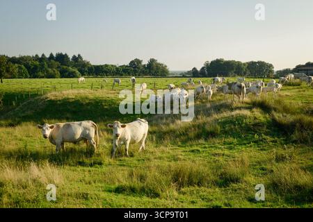 Herde Charolais-Kühe auf einer Wiese Stockfoto