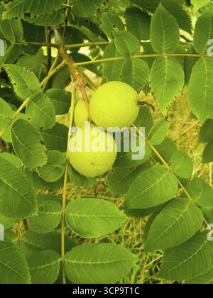 Unreife Walnüsse auf einem Baum mit dichtem grünem Laub im Garten, schwarzer Walnuss (Juglans nigra), Familie Walnüsse, Ilsede, Niedersachsen, Deutschland Stockfoto