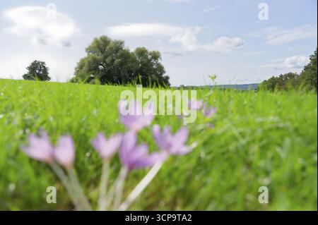 Herbstkrokus (Colchicum autumnale), Herbstbote, Wiese, Blumenwiese, Schwäbische Halle, Hohenlohe, Deutschland Stockfoto