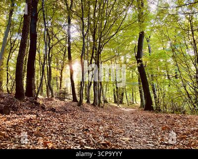 Mischwald im Herbst, Soprongebirge, Ungarn Stockfoto
