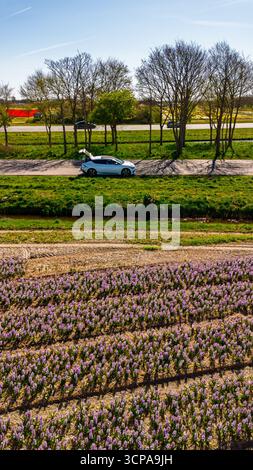 Reihen lila Blumen, ein geparkter weißer SUV auf einer Feldstraße, blattlose Frühlingsbäume und eine Autobahn mit einem roten gelben Lkw unter einem klaren blauen Himmel. Stockfoto