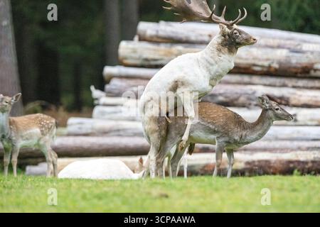 Damwild zum Brunfthöhepunkt Stockfoto