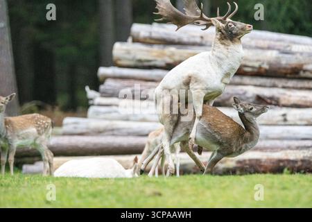 Damwild zum Brunfthöhepunkt Stockfoto