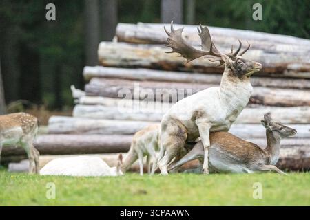 Damwild zum Brunfthöhepunkt Stockfoto