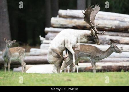 Damwild zum Brunfthöhepunkt Stockfoto