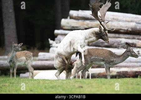 Damwild zum Brunfthöhepunkt Stockfoto