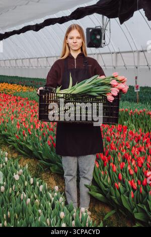 Eine junge Frau in dunkler Schürze, die einen Korb frisch geschnittener Tulpen hält, umgeben von blühenden Blumenreihen in einem Gewächshaus, das die zeigt Stockfoto