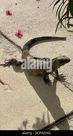 Nahaufnahme eines braunen Leguans auf einer Steinoberfläche im Sonnenlicht mit rosa Blumen in der Nähe. Stockfoto