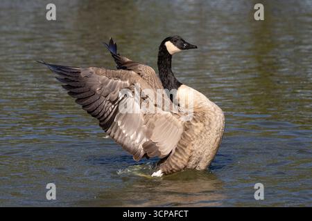 Kanada-Gans mit den Flügeln Stockfoto