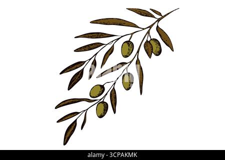 Skizze des olivfarbenen Zweigs. Tattoo Olive Zweige Kollektion. Handgezeichnete Oliven-Set mit Tinte. Illustration des Botanischen Pflanzenvektors. Ein Zweig eines Olivenbaums mit Stock Vektor