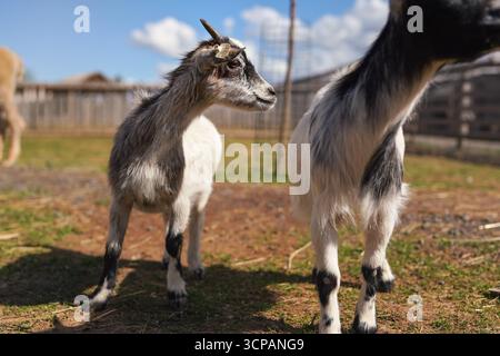 Gruppe von kleinen weißen und grauen amerikanischen Pygmäen (Kameruner Ziege) Nahaufnahme Detail auf dem Kopf mit Hörnern, verschwommener Bauernhof Hintergrund Stockfoto