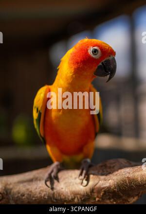 Leuchtend orange rote Sonnenkonure Vogel Papagei sitzt auf einem Ast im Zoo, Nahaufnahme Detail Stockfoto
