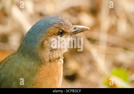 Blaugestreifte Pitta Hydrornis Soror Soror. Cat Tien Nationalpark. Vietnam. Stockfoto