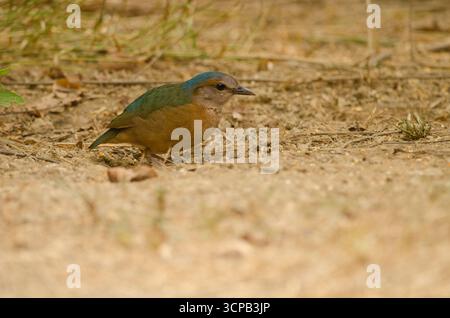 Blaugestreifte Pitta Hydrornis Soror Soror. Cat Tien Nationalpark. Vietnam. Stockfoto