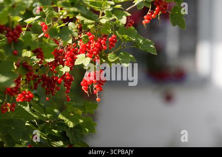 Hellrote Johannisbeeren hängen an üppig grünen Zweigen in sonnendurchflutetem Garten Stockfoto