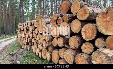 Ein Stapel frisch geschnittener Baumstämme neben einem unbefestigten Pfad in einem Wald. Die Baumstämme sind ordentlich angeordnet und zeigen ihre natürliche Holzmaserung und Ringe. Stockfoto