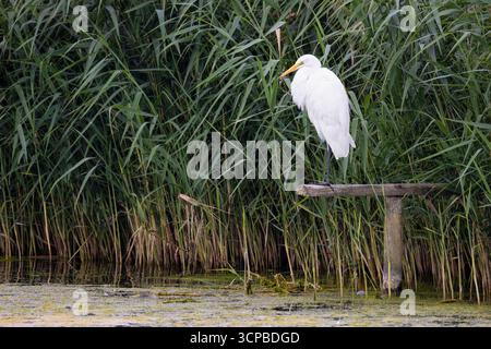 Silberreiher Stockfoto