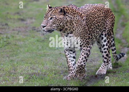 Sri Lanka leopard Stockfoto