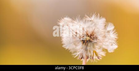Wunderschönes Sunset Dandelion Macro. Weiche Blütenblätter verwischen üppig grünen Laubhintergrund. Sanftes Sonnenlicht goldene Stunde. Schöne Natur Nahaufnahme ruhige Szene Stockfoto