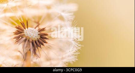 Wunderschönes Sunset Dandelion Macro. Weiche Blütenblätter verwischen üppig grünen Laubhintergrund. Sanftes Sonnenlicht goldene Stunde. Schöne Natur Nahaufnahme ruhige Szene Stockfoto