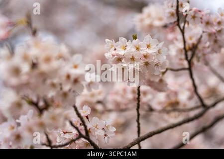 Makroaufnahme einer wunderschönen Gruppe von Kirschblüten in voller Blüte, mit einem weichen und traumhaften Bokeh-Hintergrund. Stockfoto