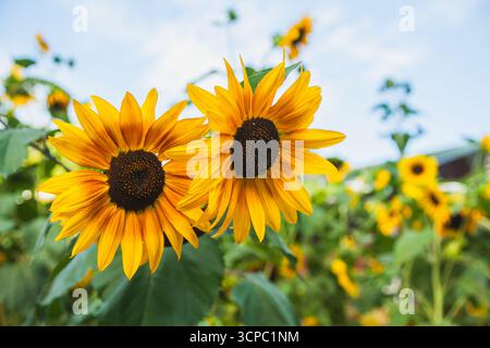 Zwei leuchtende Sonnenblumen von Vincent's Choice stehen hoch auf einem sonnigen Feld. Ihre gelben Blütenblätter leuchten hell vor einem klaren blauen Himmel, surr Stockfoto