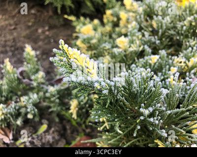Der Frost bedeckt das leuchtende gelb-grüne Laub von Juniperus horizontalis Andorra variegata in einem Garten. Diese Szene fängt die Schönheit des Winters ein Stockfoto
