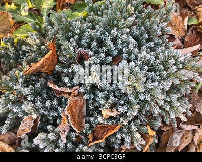 Immergrüne Pflanzen sind leicht mit Frost bedeckt, umgeben von abgefallenen braunen Blättern in einem ruhigen Außenbereich. Es fängt die Ruhe der frühen Winte ein Stockfoto