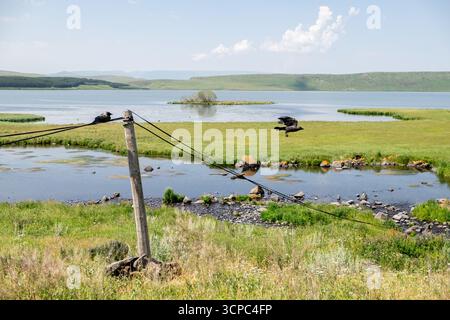 Paravani Lake, Javakheti, Georgia. 18. Juli 2020. Krähen auf Drähten am Seeufer Stockfoto