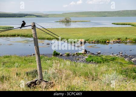 Paravani Lake, Javakheti, Georgia. 18. Juli 2020. Krähen auf Drähten am Seeufer Stockfoto