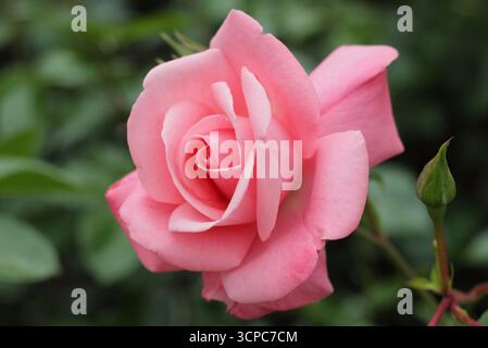 Rosa Anna Livia buschige kleine Strauchrose mit rosa Blüten, auch Kormetter-Rose genannt. Stockfoto