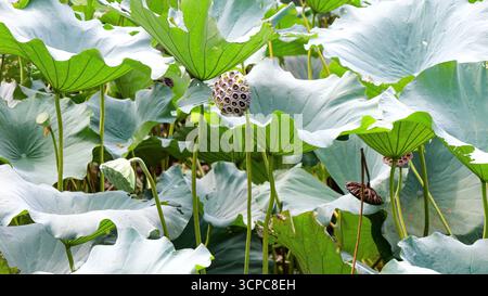 Blick auf eine Lotussamenkapsel im offenen Feld in Kyoto, Japan Stockfoto
