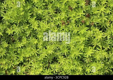Süßholzpflanze (Galium odoratum) in einem botanischen Garten. Pflanzenarten, die wegen ihres süßen Duftes kultiviert werden. Stockfoto