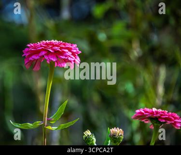 Ein Nahfoto eines gewöhnlichen Zinnia in einem Garten in Devon, England Stockfoto