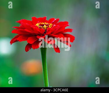 Ein Nahfoto eines scharlachroten Zinnia in einem Garten in Devon, England Stockfoto