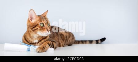 Eine grünäugige bengalische Katze liegt auf einem Tisch und hält eine Papierrolle, die mit einem blauen Band gebunden ist. Dieses verspielte Porträt eines reinrassigen Haustieres vor einem hellen Hintergrund Stockfoto