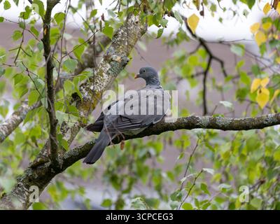 Ringeltaube aus Deutschland - schöne Taube, die in den Bäumen sitzt Stockfoto