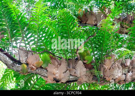 Oakleaf Farn (Drynaria quercifolia) wächst epiphytisch an einem Baumzweig in Cebu, Philippinen Stockfoto